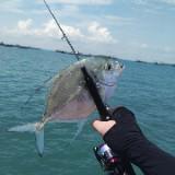 (Category: ) located in . Submitted by itz_jy_fishing (Listing ID 1450612015, Image 1). Description: .