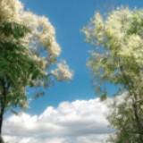 (Category: ) located in . Submitted by darllb (Listing ID 1454498699, Image 1). Description: .
