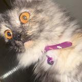 (Category: ) located in . Submitted by clareee_ (Listing ID 1469048930, Image 1). Description: .