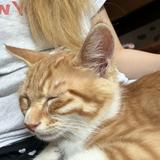 (Category: ) located in . Submitted by lia.rdohdc (Listing ID 1453910683, Image 1). Description: .