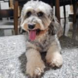 (Category: ) located in . Submitted by furrcottage (Listing ID 1451255735, Image 1). Description: .