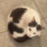 (Category: ) located in . Submitted by lxly_ (Listing ID 1453904766, Image 1). Description: .