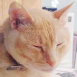(分類:)位於 。 由 muimui117417319 提交(商品編號 1449335684,圖片 1)。簡介: 。
