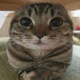(Category: ) located in . Submitted by truetree.a613a9 (Listing ID 1454674021, Image 1). Description: .