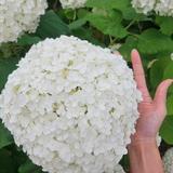 (分類:)位於 。 由 kawsever 提交(商品編號 1451590453,圖片 1)。簡介: 。
