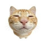 (分類:)位於 。 由 ltlammm 提交(商品編號 1451691545,圖片 1)。簡介: 。