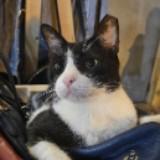 (Category: ) located in . Submitted by catsofgreenfielddistrict (Listing ID 1448789687, Image 1). Description: .