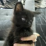 (Category: ) located in . Submitted by dcniily (Listing ID 1451699775, Image 1). Description: .