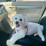 (Category: ) located in . Submitted by mira.reyes (Listing ID 1451813209, Image 1). Description: .