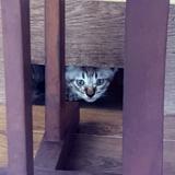 (Category: ) located in . Submitted by swift_shaifi (Listing ID 1459875369, Image 1). Description: .