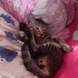 (Category: ) located in . Submitted by bautistaet52381 (Listing ID 1452454250, Image 1). Description: .
