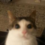(Category: ) located in . Submitted by laveztresc33345 (Listing ID 1451991300, Image 1). Description: .