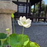 (分類:)位於 。 由 llleung10175373 提交(商品編號 1452461122,圖片 1)。簡介: 。