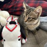 (Category: ) located in . Submitted by amiira.a (Listing ID 1452328501, Image 1). Description: .