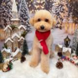 (Category: ) located in . Submitted by dog-boarding-sg (Listing ID 1455044007, Image 1). Description: .
