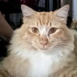 (Category: ) located in . Submitted by clingycalicocat (Listing ID 1452453702, Image 1). Description: .