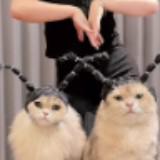 頭像