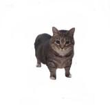 (Category: ) located in . Submitted by paw.cat.275 (Listing ID 1455824091, Image 1). Description: .