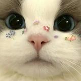 (分類:)位於 。 由 amliwgaro92982 提交(商品編號 1452931387,圖片 1)。簡介: 。