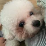 (分類:)位於 。 由 jcy499p 提交(商品編號 1452988528,圖片 1)。簡介: 。