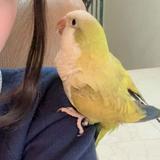 頭像