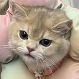 (分類:)位於 。 由 alanfai 提交(商品編號 1459977581,圖片 1)。簡介: 。