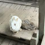 頭像