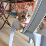(Category: ) located in . Submitted by hiu53 (Listing ID 1453314890, Image 1). Description: .