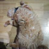 (Category: ) located in . Submitted by milazycat02 (Listing ID 1446051623, Image 1). Description: .