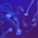 (Category: ) located in . Submitted by futureimhpatient (Listing ID 1453404671, Image 1). Description: .