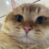 (分類:)位於 。 由 m2hbrvcfc900651 提交(商品編號 1452428749,圖片 1)。簡介: 。