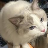 (分類:)位於 。 由 181jonas 提交(商品編號 1453668727,圖片 1)。簡介: 。