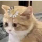 (分類:)位於 。 由 67cat 提交(商品編號 1454068683,圖片 1)。簡介: 。