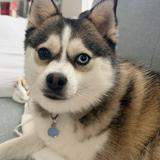 (分類:)位於 。 由 epicdog.1034e6 提交(商品編號 1455186178,圖片 1)。簡介: 。