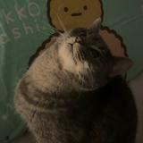 (分類:)位於 。 由 kelvin_2 提交(商品編號 1453702445,圖片 1)。簡介: 。