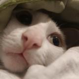(Category: ) located in . Submitted by mightycat8 (Listing ID 1453963722, Image 1). Description: .