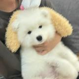 (分類:)位於 。 由 matzowyora03044 提交(商品編號 1454059286,圖片 1)。簡介: 。