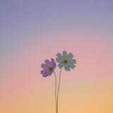 (分類:)位於 。 由 missk3 提交(商品編號 1447212870,圖片 1)。簡介: 。