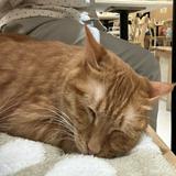 (分類:)位於 。 由 meow-planet 提交(商品編號 1453964469,圖片 1)。簡介: 。