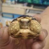 (分類:)位於 。 由 cheungsk.190 提交(商品編號 1401220694,圖片 1)。簡介: 。