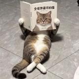 由 bryant728 (刊登 ID 1470364386,圖片 1) 提交,位於 的 (類別:),說明:。