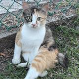(Category: ) located in . Submitted by iniakmal (Listing ID 1455953692, Image 1). Description: .