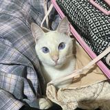 (Category: ) located in . Submitted by pennygirl_11 (Listing ID 1453724257, Image 1). Description: .