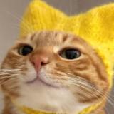 (Category: ) located in . Submitted by puffercat (Listing ID 1454585692, Image 1). Description: .