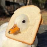 (Category: ) located in . Submitted by duckinabread (Listing ID 1454281045, Image 1). Description: .
