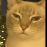 (Category: ) located in . Submitted by grandcat_923221 (Listing ID 1452161019, Image 1). Description: .