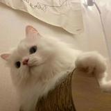 (分類:)位於 。 由 tomoko.bosco 提交(商品編號 1454218015,圖片 1)。簡介: 。