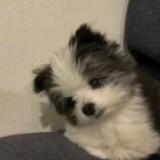 (Category: ) located in . Submitted by clouddd520 (Listing ID 1454372738, Image 1). Description: .