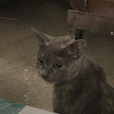 (Category: ) located in . Submitted by ceemoles (Listing ID 1454548126, Image 1). Description: .