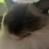 (分類:)位於 。 由 hugo_6889 提交(商品編號 1454416940,圖片 1)。簡介: 。